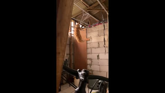 Cat hangs from drying rack in funny moment in Tangerang, Indonesia