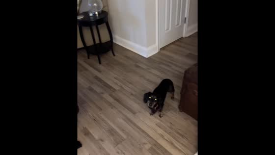 Owner scolds dogs after slipping in pee in Baltimore, Maryland, USA
