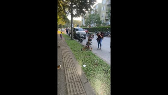 Monkeys rush to grab banana from woman in Villavicencio, Colombia