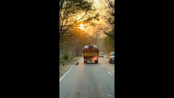 Monkeys snatch food! cheeky primates raid truck in Karnataka Forest, India