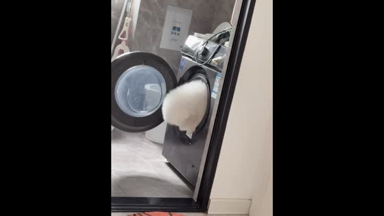 Puppy explores laundry machine in Liaoning, China
