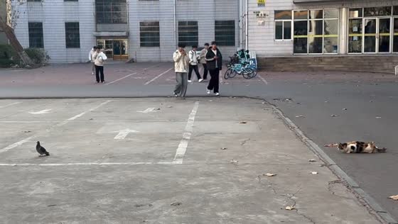 Stray cat stealthily catches pigeon on Shandong campus, China