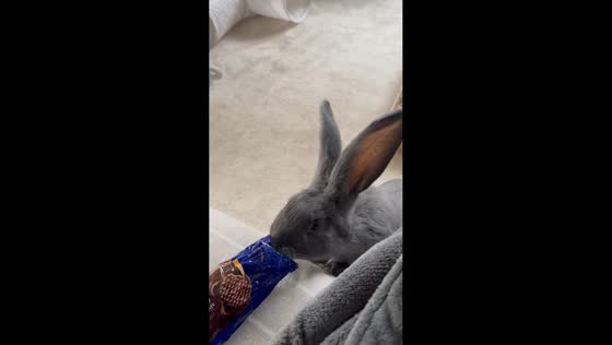 Giant rabbit interrupts morning tea and steals biscuits in Newport, England, UK