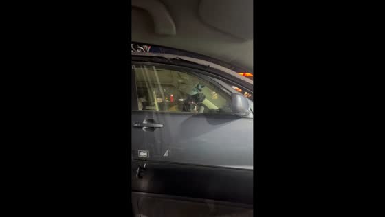 Impatient dog barks and beeps in car in Branford, Connecticut, USA