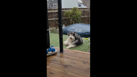 Pet dog enjoys heavy snowfall in Thurso, Scotland