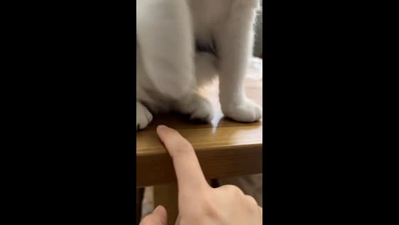 Cat playfully defends its paws in Henan, China
