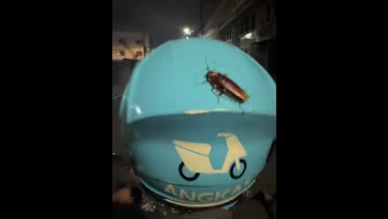 Cockroach hitches ride on motorcycle helmet in Manila, Philippines