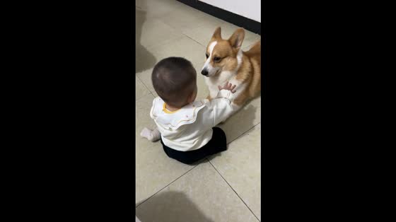 Adorable corgi shows tricks while playing with little boy in Yunnan, China