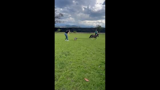 Pony follows running dog after leash mix-up in Popayán, Colombia