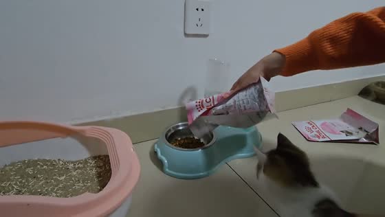 Hungry kitten impatiently waits for food in Shandong, China