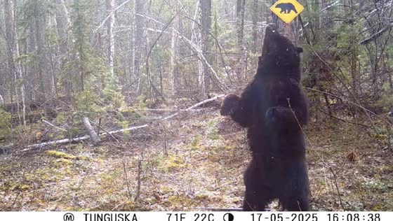 Bear scratches back on tree in dance-like motion in Krasnoyarsk Krai, Russia