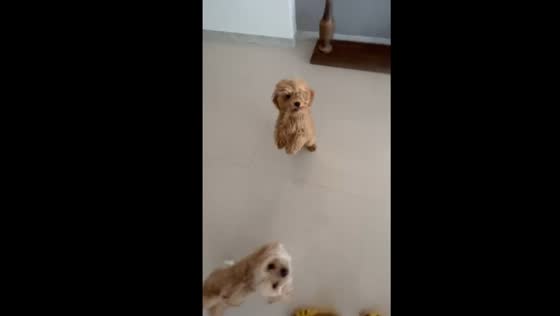 Hungry dog jumps for food: heartwarming video from Mashhad, Iran