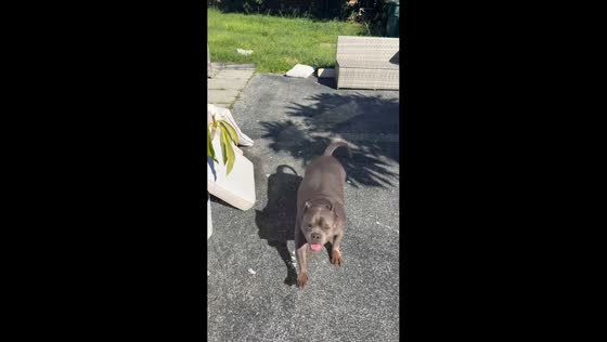 Dog sprints from the bushes when treat bag crinkles in Florida, USA