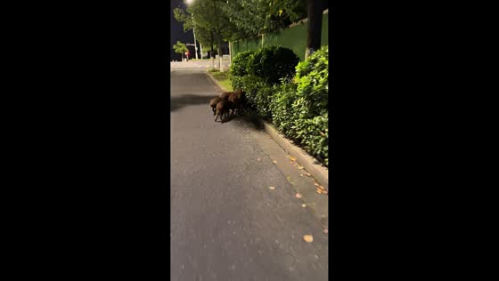 Mother wild boar leads piglets across street in Jiangsu, China