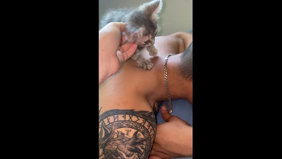 Adorable kitten brings joy and comfort with surprise massage session