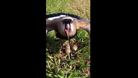 Guardian wings: the fierce protection of a lapwing's nest