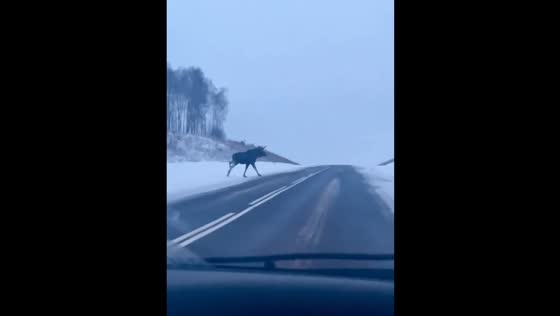 A flock of huge deer crosses the road on the highway in Gorki, Belarus