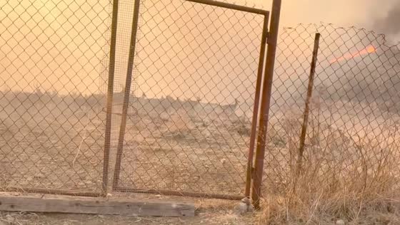 Herd of deer escapes fire caused by arson in Primorsky Krai nature reserve