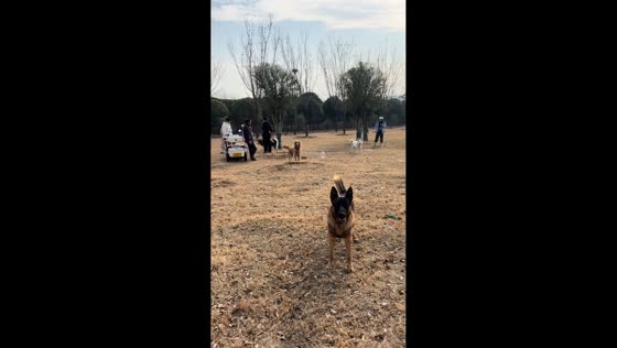 German Shepherd chases dogs away before fetching stick in Henan, China
