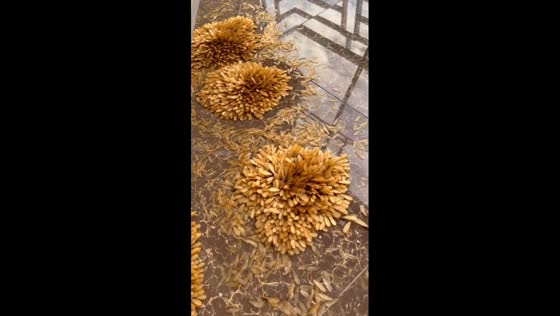 Nature's ground-blossom ballet: mesmerizing swarm of flying termites