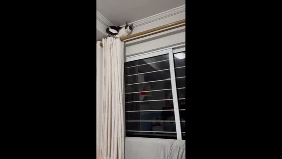 Playful cat climbs curtains and causes chaos at home in Curitiba, Brazil