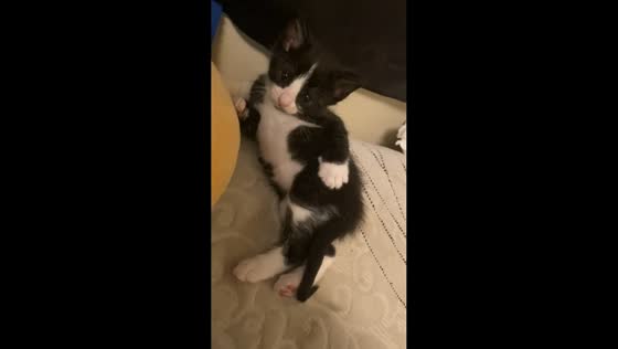 Hilarious kitten caught in quirky grooming pose in San Jacinto, California, USA