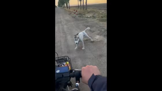 Dog jumps and collides with man on e-bike in Heilongjiang, China