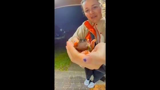 Frog on front door: unexpected visitor delights homeowner