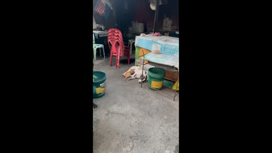 Cat nurses from dog during unusual moment in Taguig, Philippines