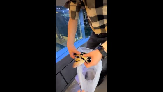 Fish repeatedly jumps out of aquarium in Heilongjiang, China