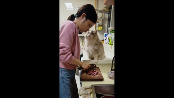 Minuet cat begs for meat and cuddles in kitchen in Sichuan, China