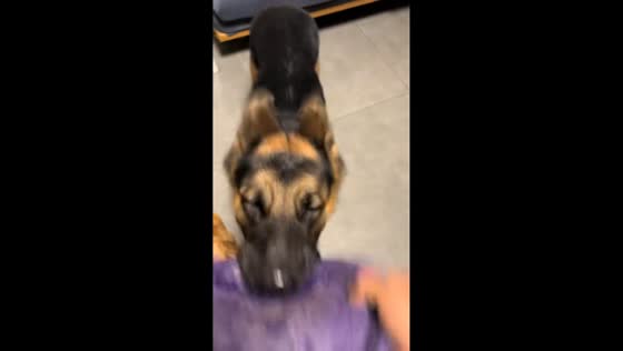 German Shepherd refuses to let go of toy in playful tug-of-war in Beijing, China