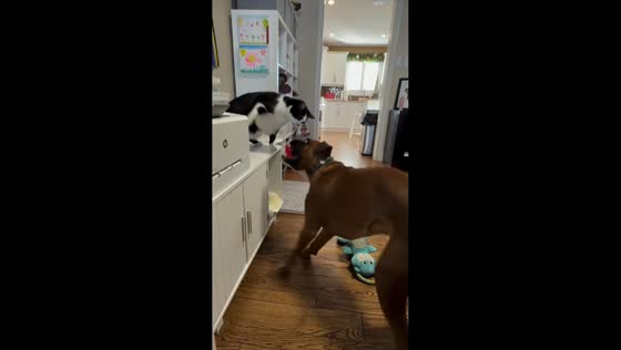 Playful cat and boxer dog scuffle in Dorchester, Ontario, Canada