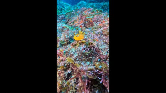 Pikachu nudibranch strolls on ocean floor in Kushimoto, Japan