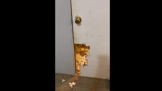 Dog's bathroom rampage caught on camera