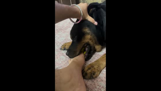 Dog refuses to let go of owner's feet in Delhi, India
