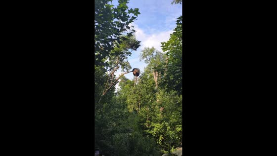 Panda tumbles to ground after branch breaks while climbing tree in Sichuan, China