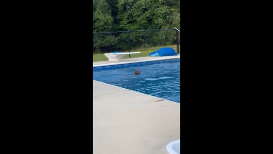 Dachshund dashes out of house and leaps into pool in Kansas, USA