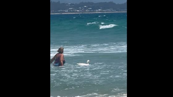 Lady takes pet duck for swim in Gold Coast surf