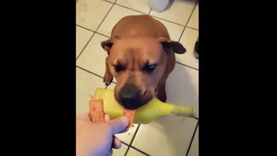Dog struggles to take treat with bottle in Mouth