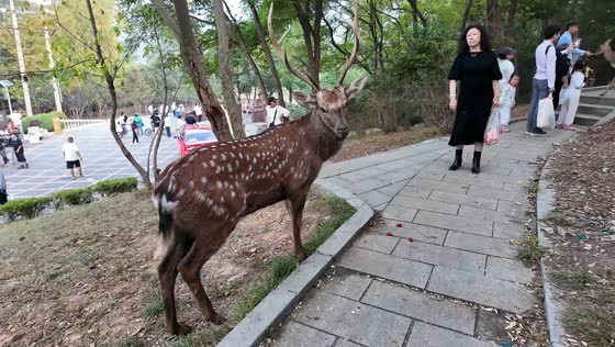 Sika deer knocks tourist to the ground in Liaoning, China
