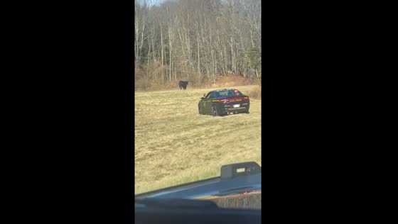Highway cow chase: police pursuit ensues on Taconic State Parkway