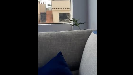 Iguana attempts to jump to window but falls short in Lima