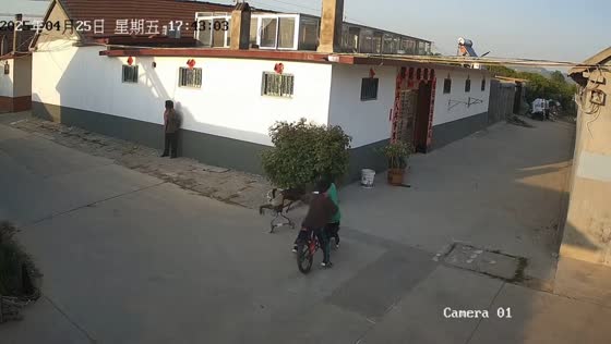 Two children tumble into plants after bicycle collision in Shandong, China