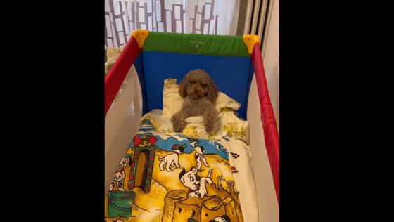 Dog sleeps in crib in Italy