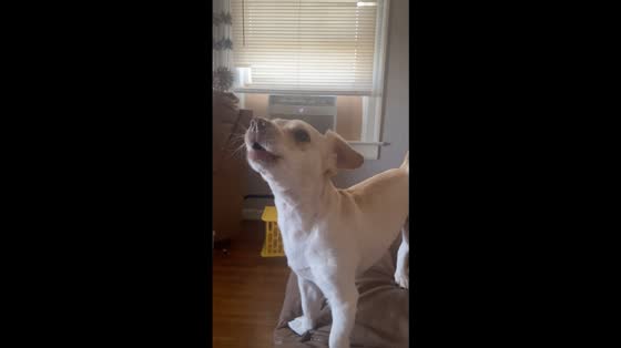 Funny dog howls along to a song in Bakersfield, California, USA
