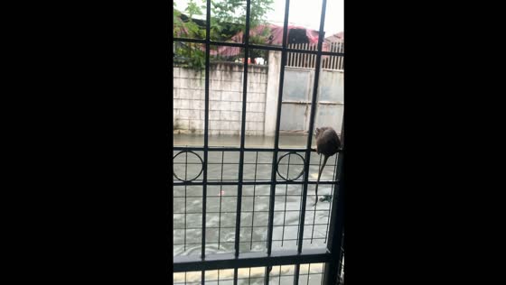 Rat perches on gate to evade floods in Marikina, Philippines