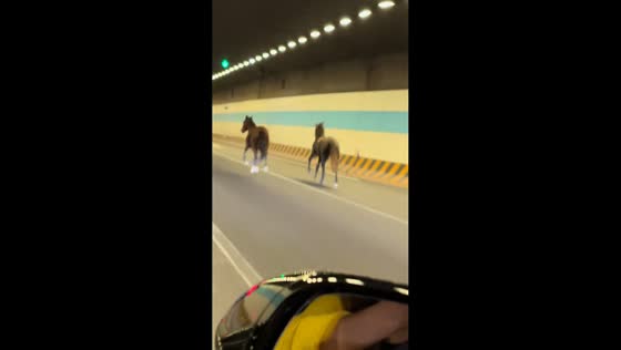 Two horses run alongside moving vehicles inside the Yangcheng Lake Tunnel in Jiangsu, China