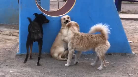 Dog uses playful smile to escape in funny moment in Oaxaca, Mexico
