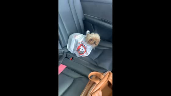 Dog covered in Panda Express bag during car ride in Texas, USA